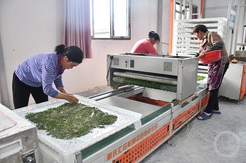 智能共育工厂 蚕宝宝的'别墅'生活与'保姆式'管理